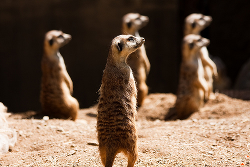 Cautious Meerkats